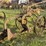 two-bottom-12”-pull-type-plow-image-2