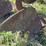 oliver-four-bottom-plow-image-21
