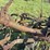 horse-drawn-cultivator-image-11
