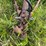 #2625-•-brady-144-(4)-row-stock-chopper-image-26