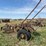 massey-ferguson-12-image-1