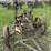 case-three-bottom-14”-pull-type-plow-image-9