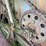 holt-caterpillar-pull-type-combine-image-30