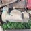 blizzard-no.-400-ensilage-blower-image-15
