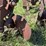 oliver-four-bottom-plow-image-26
