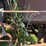 #2583-•-dodge-flatbed-truck-(no-title,-for-parts)-image-13