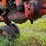 #2568-•-allis-chalmers-c-narrow-front-tractor-image-28