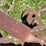 oliver-four-bottom-plow-image-16