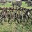 massey-harris-trail-field-cultivator-image-4