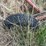#2584-•-westfield-8-x-46-grain-auger-image-7