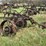 4’-pull-type-disk-plow-image-5