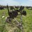 4’-pull-type-disk-plow-image-8