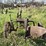 john-deere-12-image-2