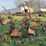 two-bottom-plow-image-3