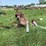 blizzard-no.-400-ensilage-blower-image-6