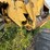 new-holland-tr98-image-15