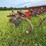 #2608-•-glencoe-(9)-shank-disc-chisel-image-6