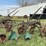 case-two-bottom-14”-pull-type-plow-image-3