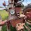 #2567-•-mccormick-farmall-560-gas-tractor-image-16
