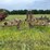 #2613-•-(10)-wheel-v-rake-image-2
