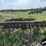 john-deere-no.5-image-6