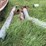 blizzard-no.-400-ensilage-blower-image-39