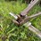 #2608-•-glencoe-(9)-shank-disc-chisel-image-21