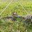 #2616-•-8"-x-27'-hutch-auger-with-(2)-wheel-auger-caddie-with-winch-image-8