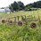 #2613-•-(10)-wheel-v-rake-image-7