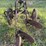 two-bottom-12”-pull-type-plow-image-3