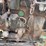 john-deere-luc-image-11