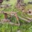 #2613-•-(10)-wheel-v-rake-image-11