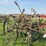 horse-drawn-cultivator-image-1