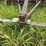 #2608-•-glencoe-(9)-shank-disc-chisel-image-22