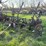 ihc-2-bottom-disc-plow-image-7