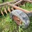 #2645-•-krause-10'-disc-image-10