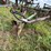 #2656-•-kewanee-17'-field-cultivator-image-22
