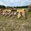 new-holland-974-image-5