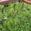 #2621-•-wil-rich-27'-field-cultivator-image-19