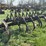 ihc-7ft-field-cultivator-image-6