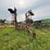 #2621-•-wil-rich-27'-field-cultivator-image-3