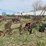 massey-ferguson-12-image-3