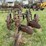 case-two-bottom-14”-pull-type-plow-image-5