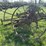ihc-8ft-field-cultivator-image-6