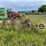 #2613-•-(10)-wheel-v-rake-image-4