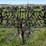horse-drawn-13-shank-spring-tooth-harrow-cultivator-9’4”-working-width-steel-wheels.-image-6