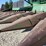 john-deere-843-image-5