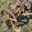 oliver-three-blade-pull-type-disk-plow-image-9