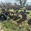 massey-ferguson-12-image-7