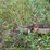 ficklin-185-image-15
